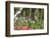 Anna's Hummingbird, Santa Cruz, California, USA-Tom Norring-Framed Photographic Print