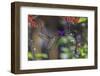 Anna's Hummingbird, Santa Cruz, California, USA-Tom Norring-Framed Photographic Print