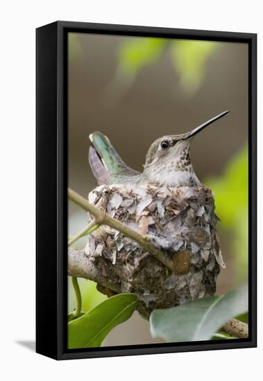 Anna's Hummingbird Sits on Eggs in Her Nest-Hal Beral-Framed Stretched Canvas