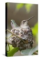 Anna's Hummingbird Sits on Eggs in Her Nest-Hal Beral-Stretched Canvas