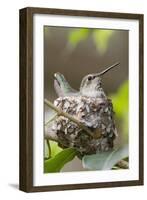 Anna's Hummingbird Sits on Eggs in Her Nest-Hal Beral-Framed Photographic Print