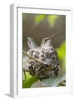 Anna's Hummingbird Sits on Eggs in Her Nest-Hal Beral-Framed Photographic Print