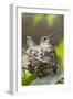 Anna's Hummingbird Sits on Eggs in Her Nest-Hal Beral-Framed Photographic Print