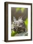 Anna's Hummingbird Sits on Eggs in Her Nest-Hal Beral-Framed Photographic Print