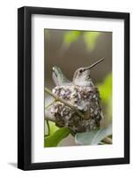 Anna's Hummingbird Sits on Eggs in Her Nest-Hal Beral-Framed Photographic Print