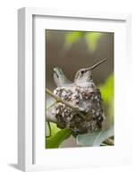 Anna's Hummingbird Sits on Eggs in Her Nest-Hal Beral-Framed Photographic Print