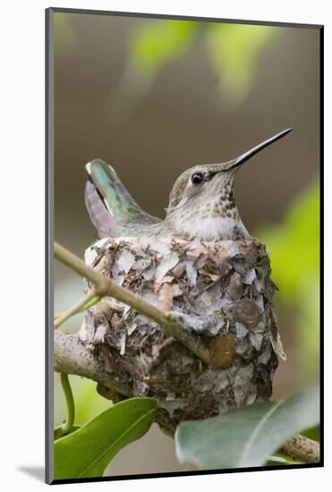 Anna's Hummingbird Sits on Eggs in Her Nest-Hal Beral-Mounted Photographic Print