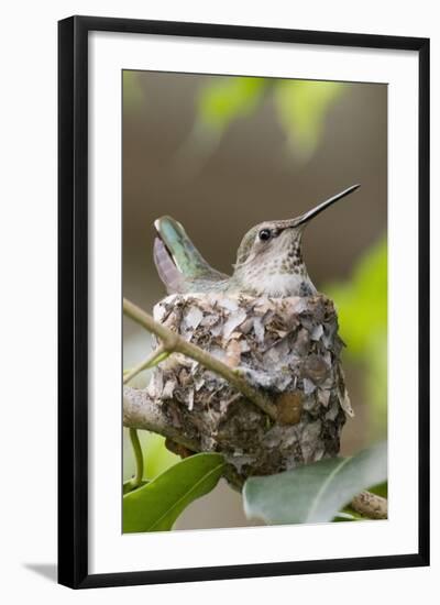 Anna's Hummingbird Sits on Eggs in Her Nest-Hal Beral-Framed Photographic Print