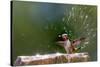 Anna's Hummingbird Taking a Shower, Santa Cruz, California, USA-Tom Norring-Stretched Canvas