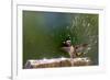 Anna's Hummingbird Taking a Shower, Santa Cruz, California, USA-Tom Norring-Framed Premium Photographic Print