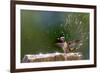 Anna's Hummingbird Taking a Shower, Santa Cruz, California, USA-Tom Norring-Framed Premium Photographic Print