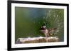 Anna's Hummingbird Taking a Shower, Santa Cruz, California, USA-Tom Norring-Framed Premium Photographic Print