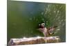 Anna's Hummingbird Taking a Shower, Santa Cruz, California, USA-Tom Norring-Mounted Premium Photographic Print