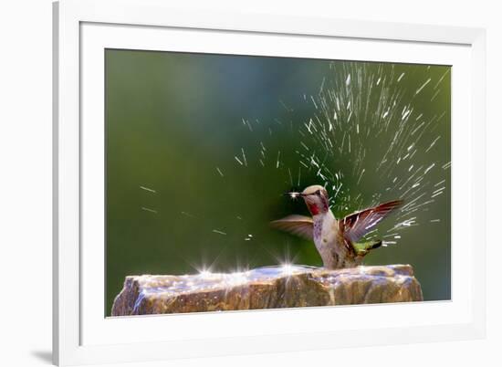 Anna's Hummingbird Taking a Shower, Santa Cruz, California, USA-Tom Norring-Framed Photographic Print