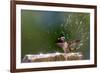 Anna's Hummingbird Taking a Shower, Santa Cruz, California, USA-Tom Norring-Framed Photographic Print
