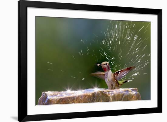 Anna's Hummingbird Taking a Shower, Santa Cruz, California, USA-Tom Norring-Framed Photographic Print