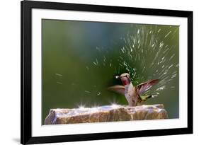 Anna's Hummingbird Taking a Shower, Santa Cruz, California, USA-Tom Norring-Framed Photographic Print