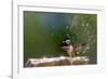 Anna's Hummingbird Taking a Shower, Santa Cruz, California, USA-Tom Norring-Framed Photographic Print