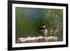 Anna's Hummingbird Taking a Shower, Santa Cruz, California, USA-Tom Norring-Framed Photographic Print