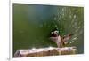 Anna's Hummingbird Taking a Shower, Santa Cruz, California, USA-Tom Norring-Framed Photographic Print