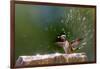 Anna's Hummingbird Taking a Shower, Santa Cruz, California, USA-Tom Norring-Framed Photographic Print