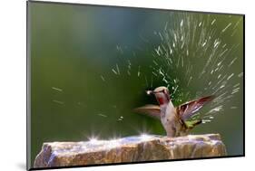 Anna's Hummingbird Taking a Shower, Santa Cruz, California, USA-Tom Norring-Mounted Photographic Print