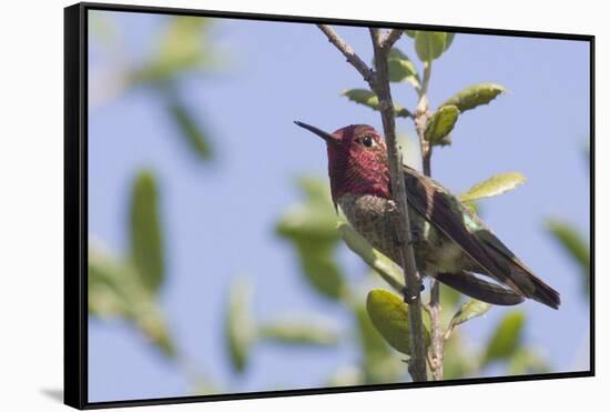 Anna's Hummingbird-Hal Beral-Framed Stretched Canvas