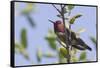Anna's Hummingbird-Hal Beral-Framed Stretched Canvas
