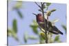Anna's Hummingbird-Hal Beral-Stretched Canvas