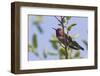 Anna's Hummingbird-Hal Beral-Framed Photographic Print