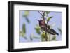 Anna's Hummingbird-Hal Beral-Framed Photographic Print