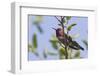 Anna's Hummingbird-Hal Beral-Framed Photographic Print