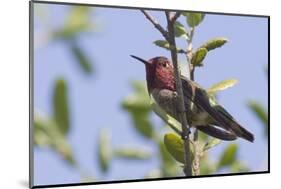 Anna's Hummingbird-Hal Beral-Mounted Photographic Print