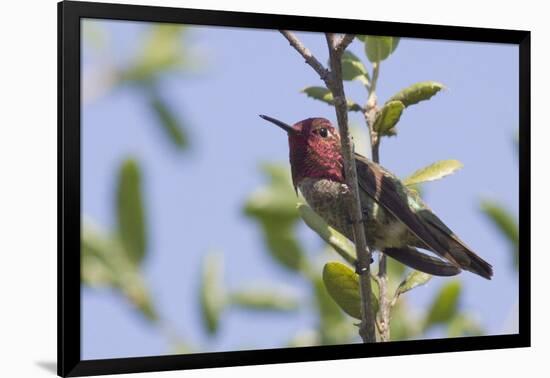 Anna's Hummingbird-Hal Beral-Framed Photographic Print