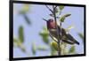 Anna's Hummingbird-Hal Beral-Framed Photographic Print