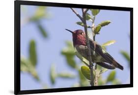 Anna's Hummingbird-Hal Beral-Framed Photographic Print