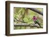 Anna's Hummingbird-Ken Archer-Framed Photographic Print