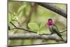 Anna's Hummingbird-Ken Archer-Mounted Photographic Print