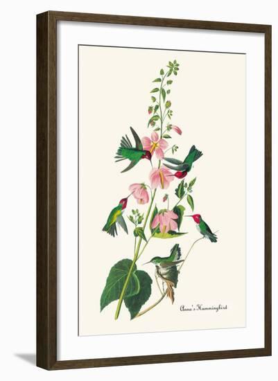 Anna's Hummingbird-John James Audubon-Framed Art Print