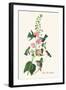 Anna's Hummingbird-John James Audubon-Framed Art Print