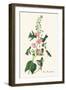 Anna's Hummingbird-John James Audubon-Framed Art Print