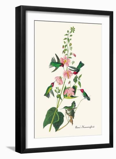 Anna's Hummingbird-John James Audubon-Framed Art Print