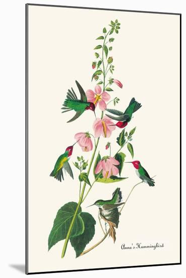 Anna's Hummingbird-John James Audubon-Mounted Art Print