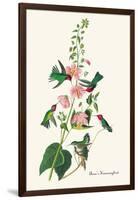 Anna's Hummingbird-John James Audubon-Framed Art Print