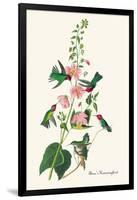 Anna's Hummingbird-John James Audubon-Framed Art Print