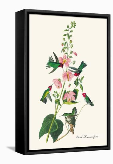 Anna's Hummingbird-John James Audubon-Framed Stretched Canvas