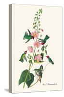 Anna's Hummingbird-John James Audubon-Stretched Canvas