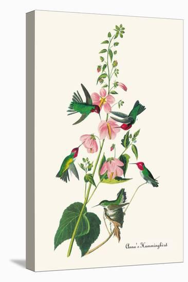 Anna's Hummingbird-John James Audubon-Stretched Canvas