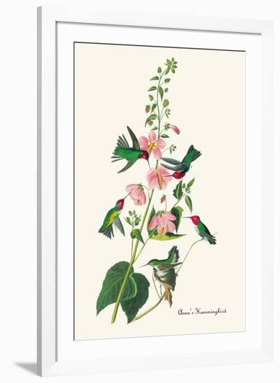 Anna's Hummingbird-John James Audubon-Framed Art Print