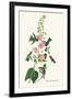 Anna's Hummingbird-John James Audubon-Framed Art Print